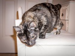 curious domestic cat close up
