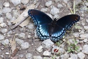 dark blue butterfly on the ground