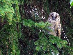 owl is sitting on a tree