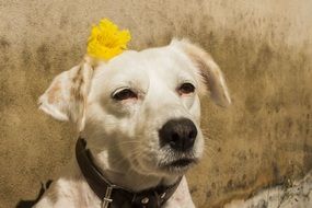 portrait of a white domestic dog