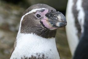 photo of humboldt penguin