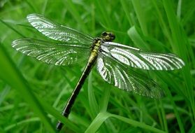 perfect Dragonfly