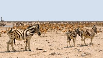 Namibia Zebra