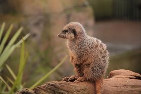 meerkat in the desert
