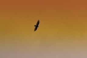 hawk flies in the orange sky during sunset