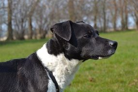 pretty black Dog