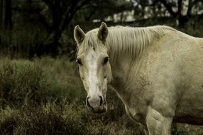white horse in natural environment