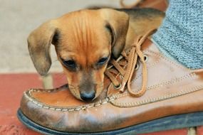 puppy playing with Shoe