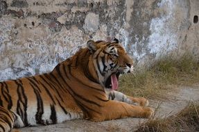 big tiger yawns at the zoo