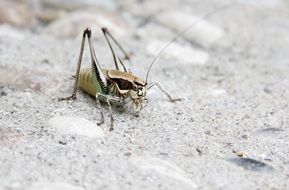 closeup picture of Grille Grasshopper on white sand