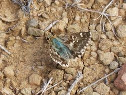 butterfly on brown soil