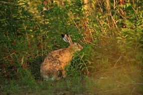 Cute wild hare among the colorful nature