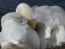 portrait of charming white Swan bird