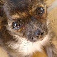 chihuahua puppy with an expressive look