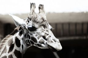 Black and white photo of Giraffe