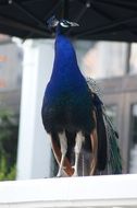 bright blue peacock on a blurred background