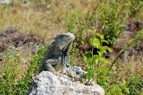 lizard sitting on the stone