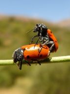 mating two ladybugs