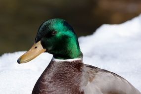 male mallard in winter