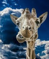 funny portrait of a giraffe