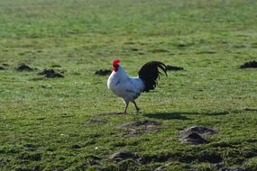 white cock with black tail on green grass