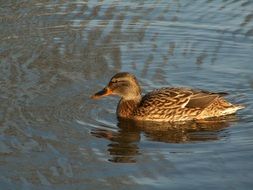 female Wild Duck on Water