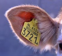 yellow tag on the ear of the animal