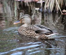 waterfowl duck on the water