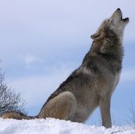 picture of the Wolf Howling in the wildlife