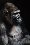 photo of black gorilla in Africa