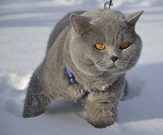British Cat