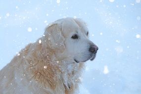 Golden Retriever under the snow