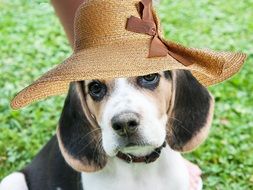 beagle dog in hat