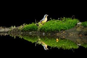yellow bird reflected in water