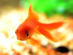 Goldfish in clear Water