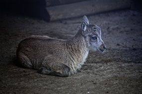 baby capricorn