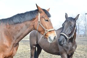 two horses in the field outdoors
