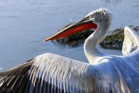 Waterfowl Dalmatian pelican