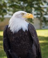 Beautiful Bald Eagle