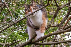 the cat climbed up a tree