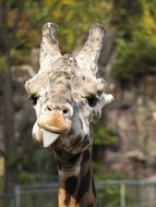delectable Giraffe Animal