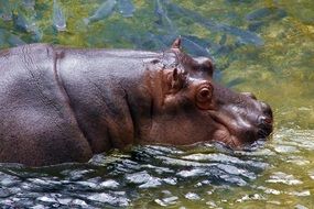 African Hippo in water