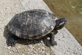 turtle stands next to the water