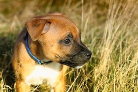 staffordshire bullterrier puppy
