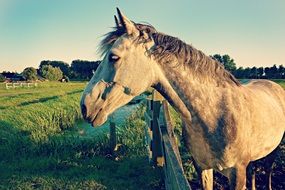 horse with a beautiful mane on the grass behind the fence