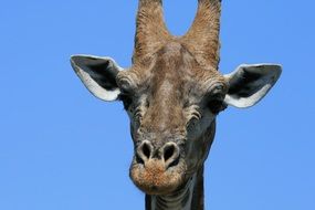 Giraffe portrait sky view