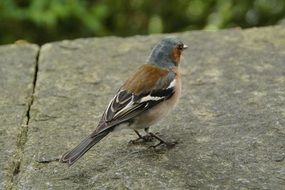 chaffinch on the rock