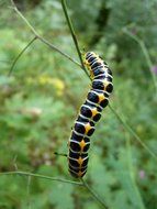 black yellow caterpillar