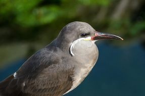 gray bird with a long beak