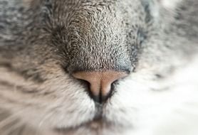 gray cat's wet nose